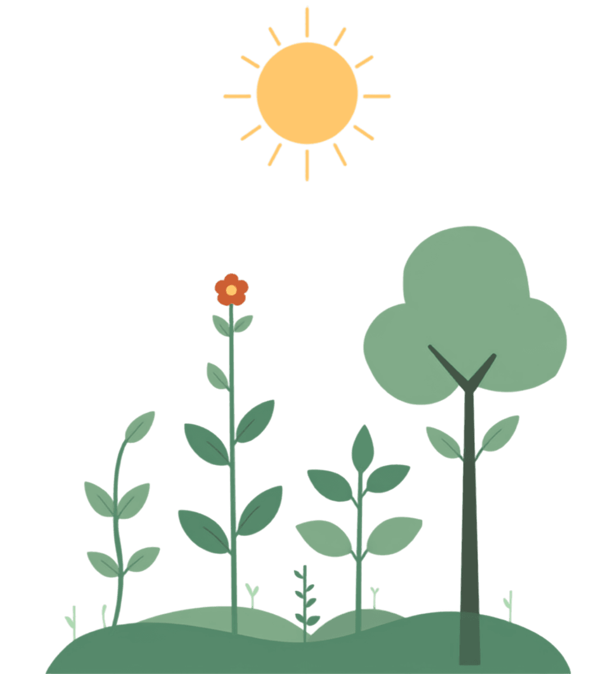 Five plants at different stages of growth in one garden, from a young seedling to a small tree in fruit, under a warm sun